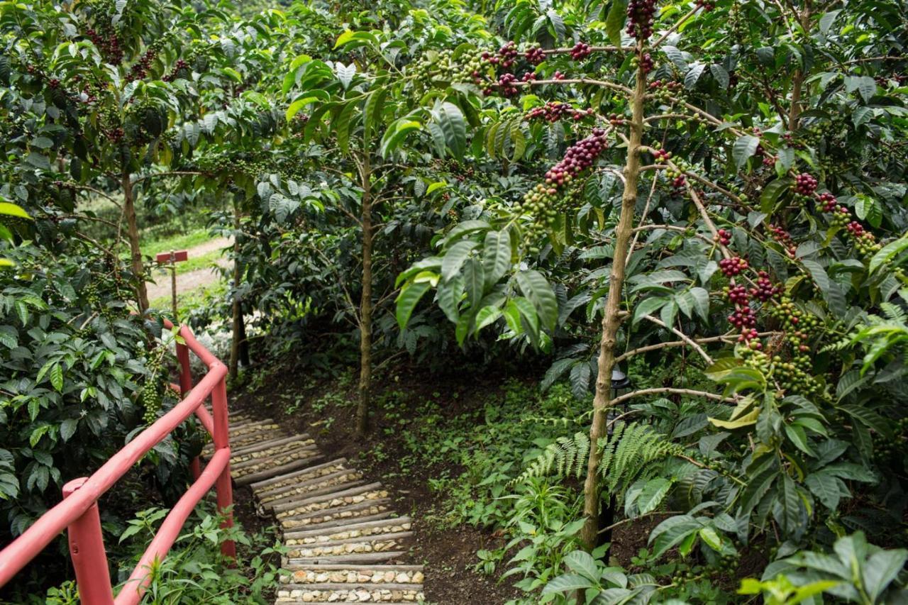 La Palma y El Tucan Coffee&Adventure Hotel Zipacon Exterior foto